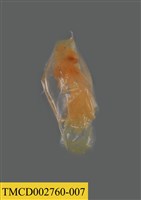 藏品(瓷蟹幼體)的圖片